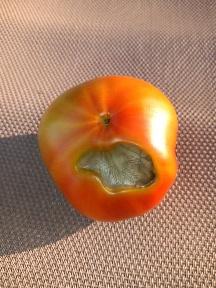 blossom end rot